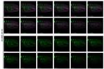 V5 Tag Antibody in Immunohistochemistry (IHC)