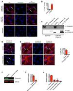 V5 Tag Antibody in Immunocytochemistry (ICC/IF)