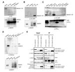 V5 Tag Antibody in Western Blot, Immunoprecipitation (WB, IP)