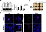 V5 Tag Antibody in Western Blot, Immunocytochemistry (WB, ICC/IF)