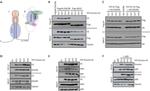 V5 Tag Antibody in Western Blot (WB)
