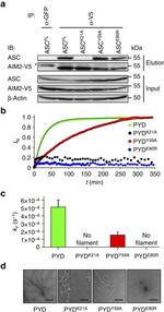 V5 Tag Antibody in Western Blot, Immunoprecipitation (WB, IP)