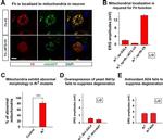 V5 Tag Antibody in Immunocytochemistry (ICC/IF)