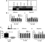 V5 Tag Antibody in Western Blot (WB)