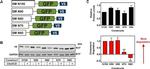 V5 Tag Antibody in Western Blot (WB)
