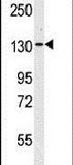 VARS Antibody in Western Blot (WB)