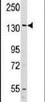 VARS Antibody in Western Blot (WB)