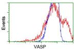VASP Antibody in Flow Cytometry (Flow)
