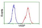 VASP Antibody in Flow Cytometry (Flow)