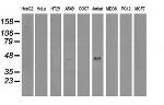 VASP Antibody in Western Blot (WB)