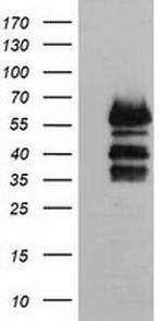 VASP Antibody in Western Blot (WB)