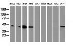 VASP Antibody in Western Blot (WB)
