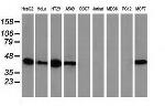 VASP Antibody in Western Blot (WB)