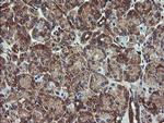 VBP1 Antibody in Immunohistochemistry (Paraffin) (IHC (P))
