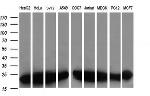 VBP1 Antibody in Western Blot (WB)