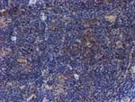 VCAM1 Antibody in Immunohistochemistry (Paraffin) (IHC (P))