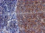 VCAM1 Antibody in Immunohistochemistry (Paraffin) (IHC (P))
