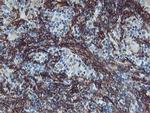 VCAM1 Antibody in Immunohistochemistry (Paraffin) (IHC (P))