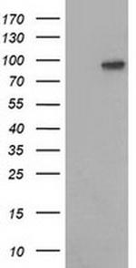 VCAM1 Antibody in Western Blot (WB)
