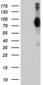 VCAM1 Antibody in Western Blot (WB)