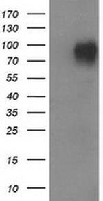 VCAM1 Antibody in Western Blot (WB)