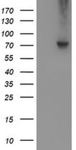 VCAM1 Antibody in Western Blot (WB)