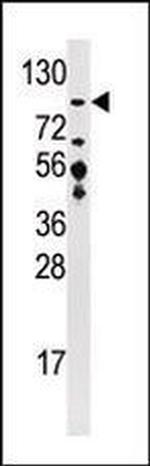 USP33 Antibody in Western Blot (WB)