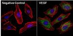 VEGF Monoclonal Antibody (16F1)