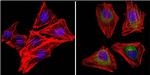 VEGF Antibody in Immunocytochemistry (ICC/IF)