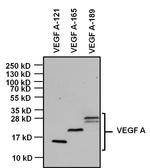 VEGF Antibody in Western Blot (WB)