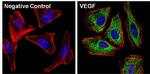 VEGF Antibody in Immunocytochemistry (ICC/IF)