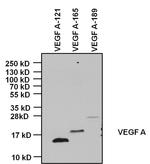 VEGF Antibody in Western Blot (WB)