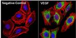 VEGF Antibody in Immunocytochemistry (ICC/IF)