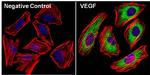 VEGF Antibody in Immunocytochemistry (ICC/IF)