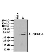 VEGF Antibody in Immunoprecipitation (IP)