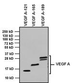 VEGF Antibody in Western Blot (WB)