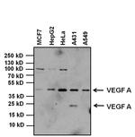 VEGF Antibody in Western Blot (WB)