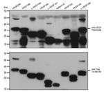 VEGF Antibody in Western Blot (WB)