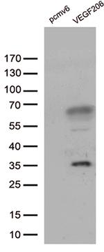 VEGF Antibody in Western Blot (WB)