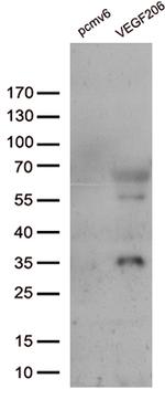 VEGF Antibody in Western Blot (WB)