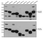 VEGF Antibody in Western Blot (WB)