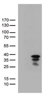 VGLL1 Antibody in Western Blot (WB)