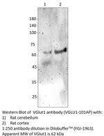 VGluT1 Polyclonal Antibody