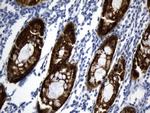 VIL1 Antibody in Immunohistochemistry (Paraffin) (IHC (P))