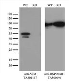 VIM Antibody in Western Blot (WB)