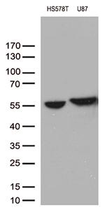 VIM Antibody in Western Blot (WB)