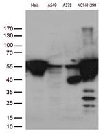 VIM Antibody in Western Blot (WB)