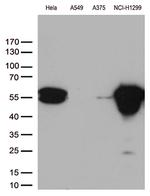 VIM Antibody in Western Blot (WB)