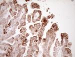VIP Antibody in Immunohistochemistry (Paraffin) (IHC (P))