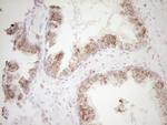 VIP Antibody in Immunohistochemistry (Paraffin) (IHC (P))